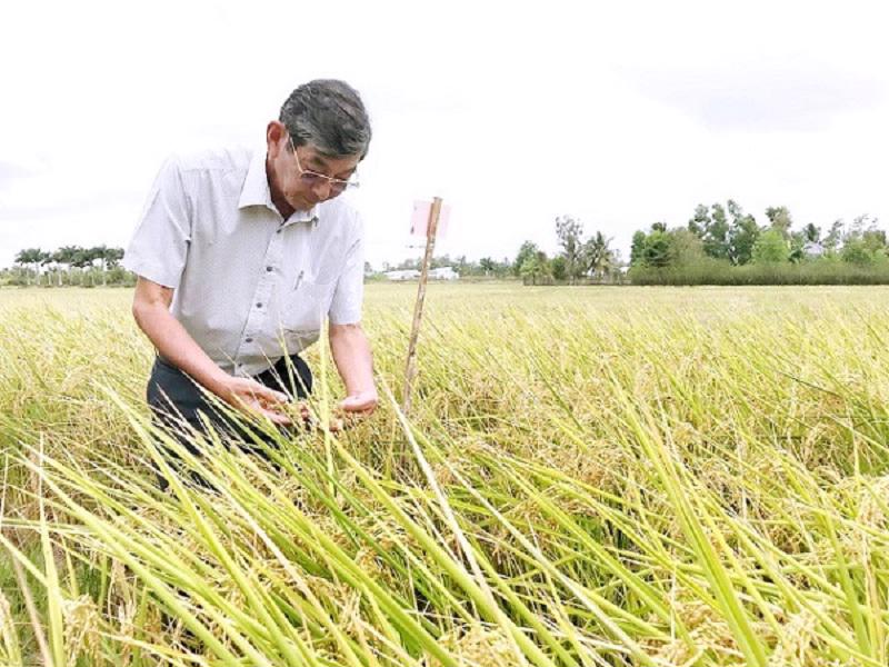 Japan's Cabinet Office put Vietnamese ST25 rice on the 