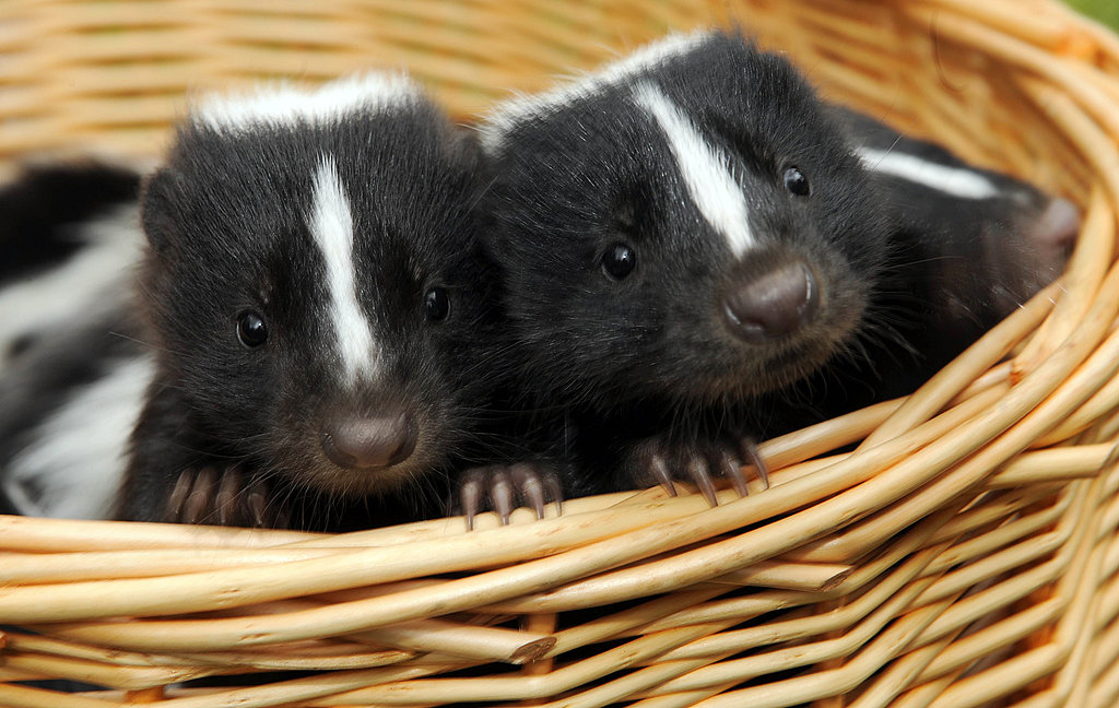 Image result for baby skunk pictures