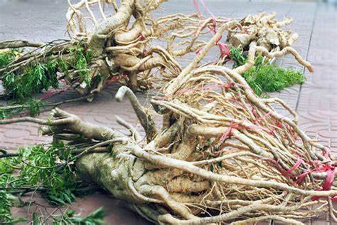 Rễ cây đinh lăng - vị thuốc nam chữa xuất tinh sớm
