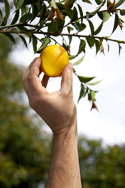 Meyer Lemon Tree Problems and their Solutions