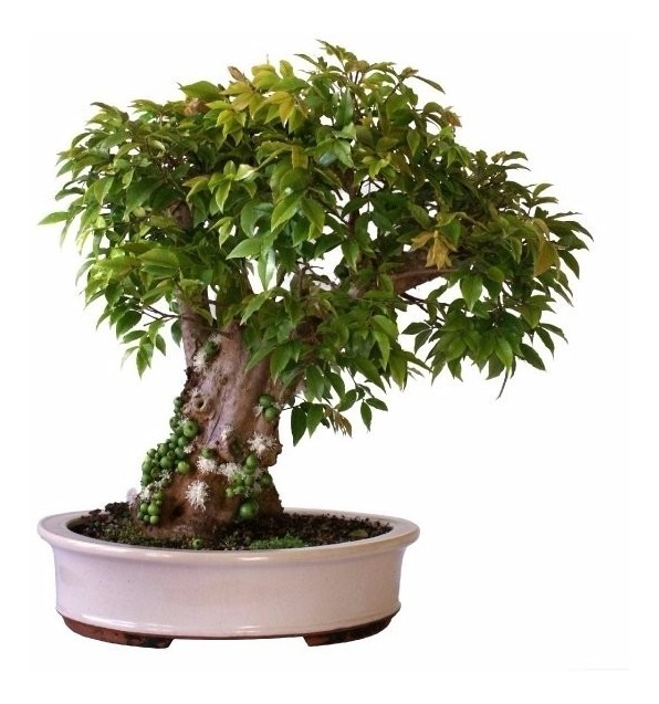 um bonsai de jabuticaba
