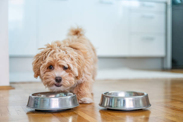 Little Dog Eating in a stainless steel Bowl
