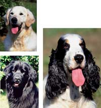 Dilated cardiomyopathy may be associated with taurine deficiency in certain breeds, such as the Golden Retriever, the Newfoundland and the Cocker Spaniel.