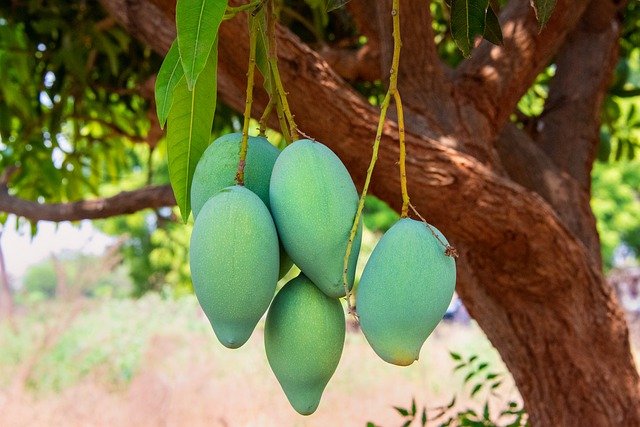 fruits name in hindi