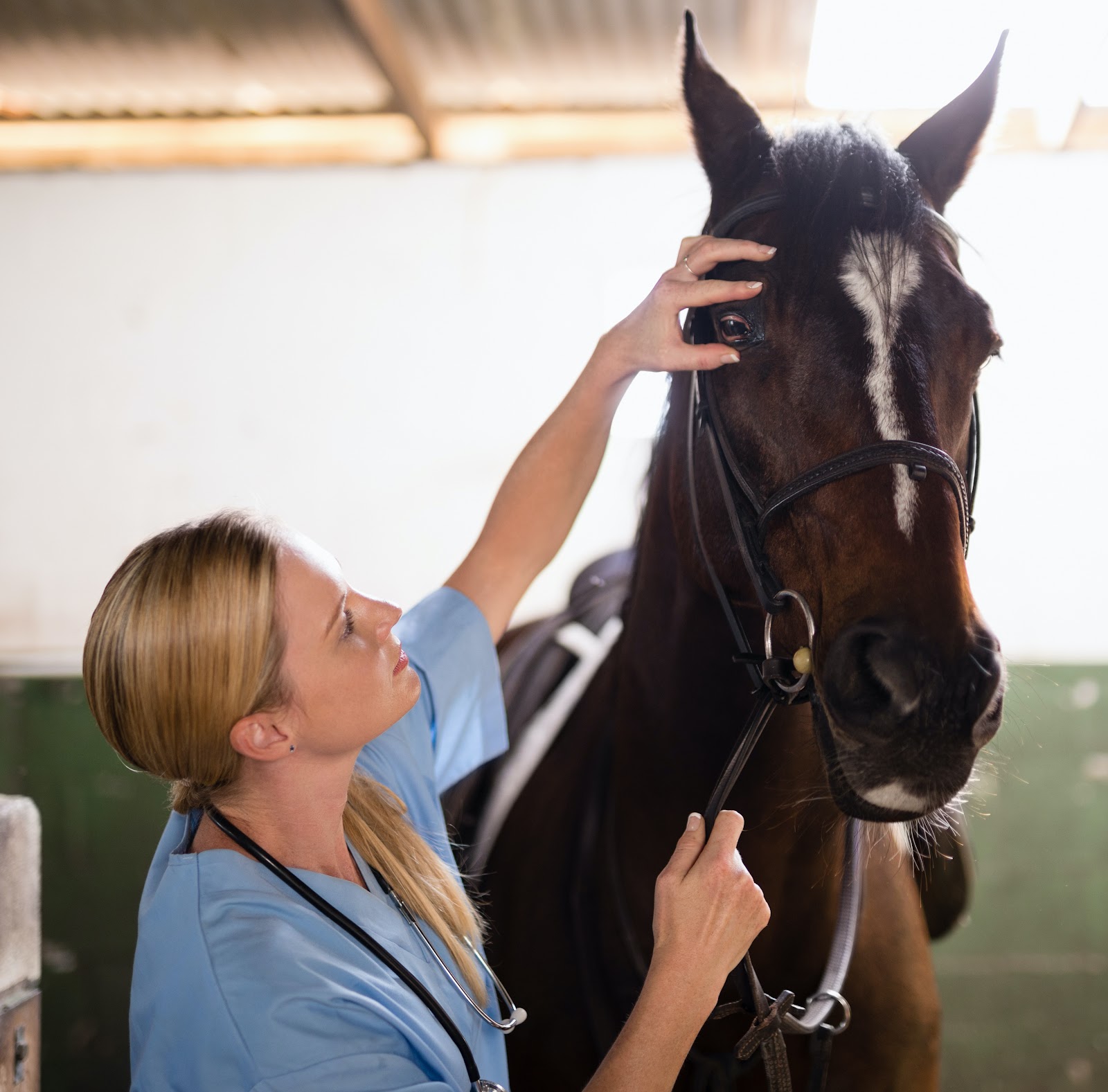 vet examines a sick horse at a show
