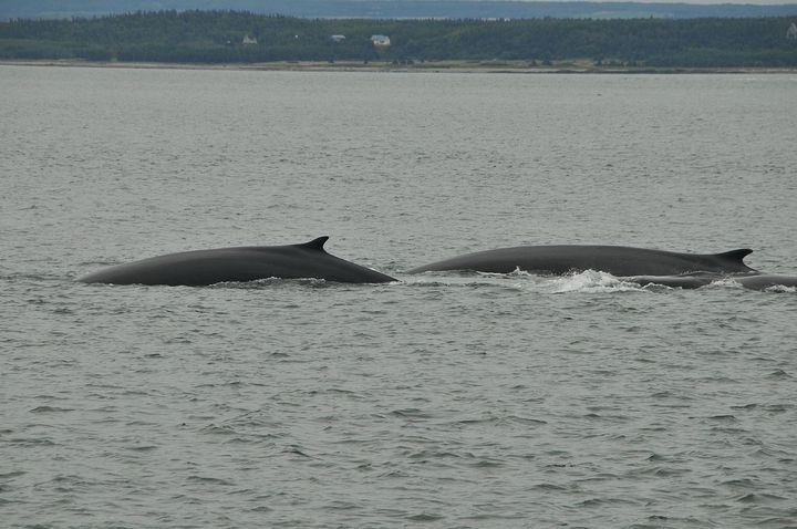 21. Fin Whales (Nearly 120 Years)