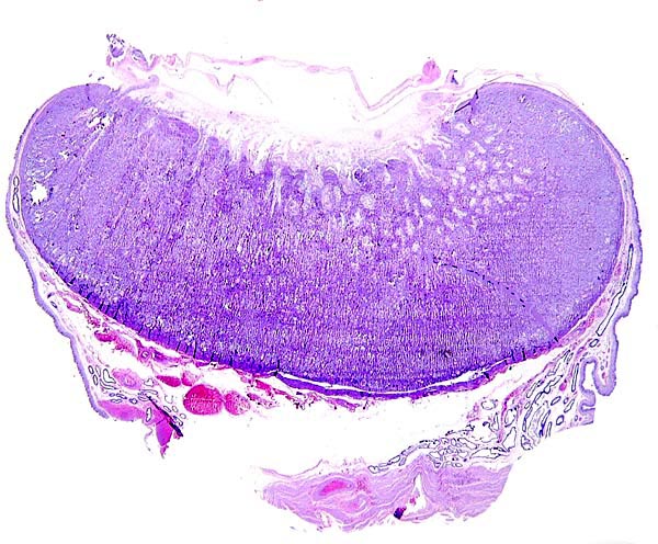 Implanted cotyledon of immature Mhorr gazelle placenta. Endo/myometrium below, fetal surface above. Note the extension of the endometrium laterally onto the cotyledon