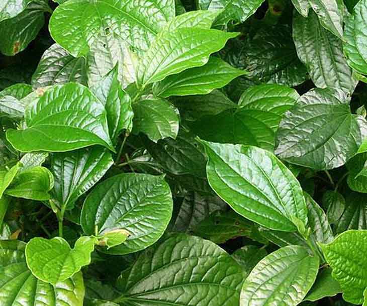 Lá lốt chứa nhiều hoạt chất tốt giúp ích rất lớn cho quá trình trị viêm xoang hàm Lá lốt chứa nhiều hoạt chất tốt giúp ích rất lớn cho quá trình trị viêm xoang hàm