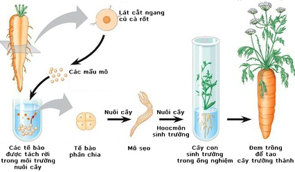 Nguyên phân được ứng dụng trong nuôi cấy mô