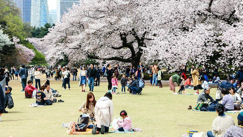 Lễ hội hoa anh đào tại vườn quốc gia Tokyo