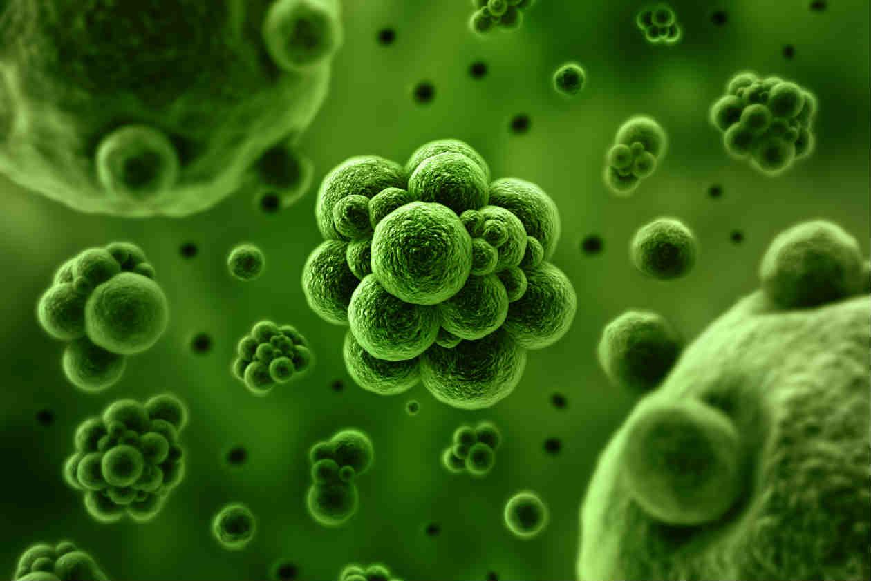 Resultado de imagen para bacterias
