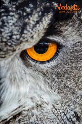 This image shows the tube eyes of owls