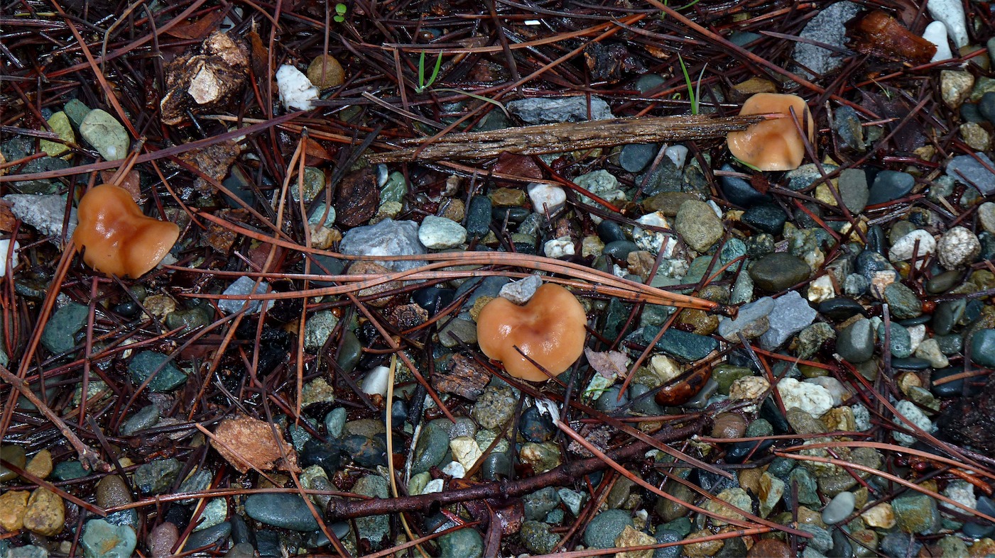 Mushrooms 3.jpg