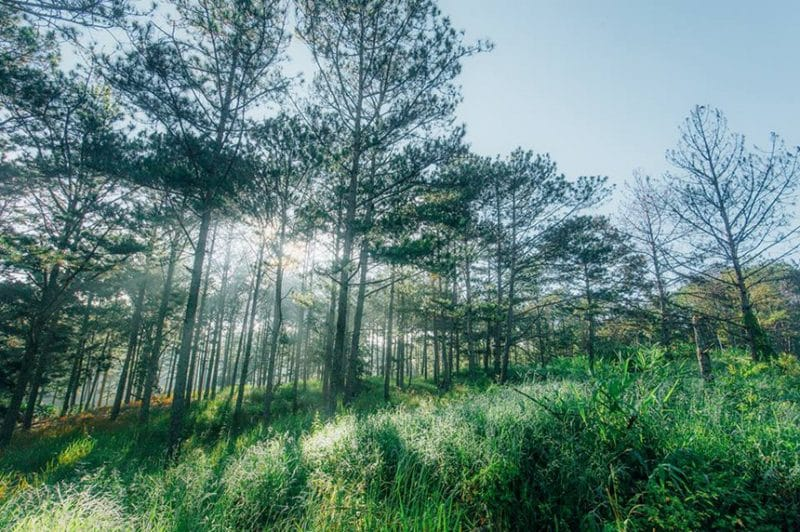 Nét đặc trưng của rừng thông ở đồi chè Câu Đất là những cây thông cổ thụ tạo nên khung cảnh thơ mộng nhưng có chút huyền bí (Nguồn: Internet)