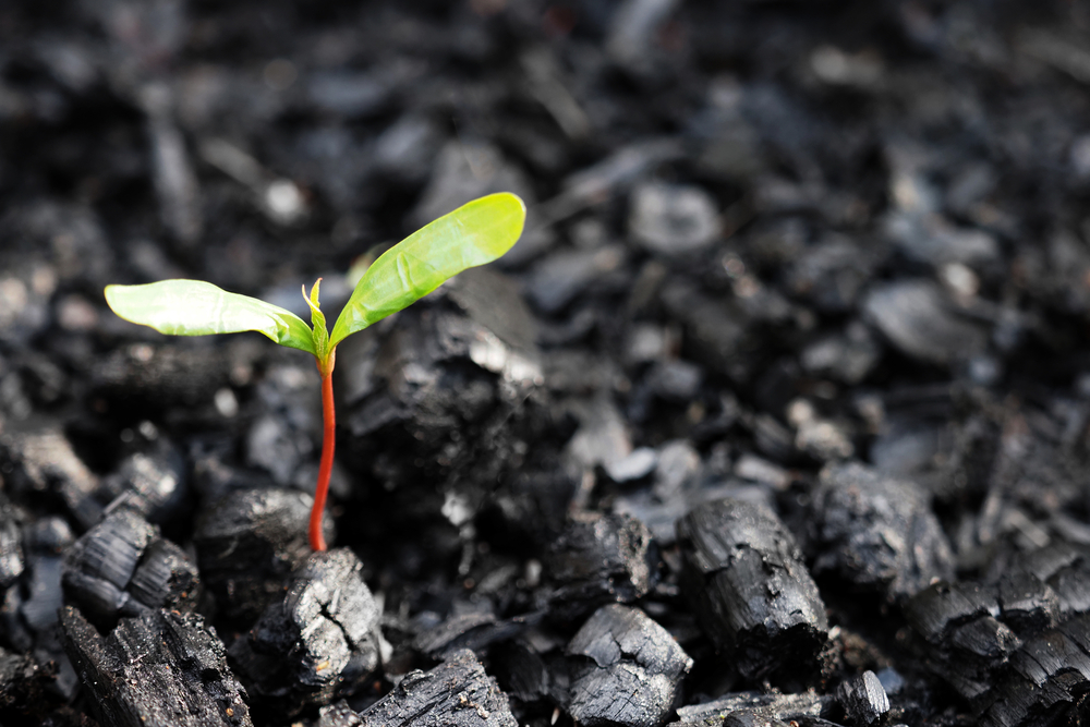 growth of new plant through burnt ground