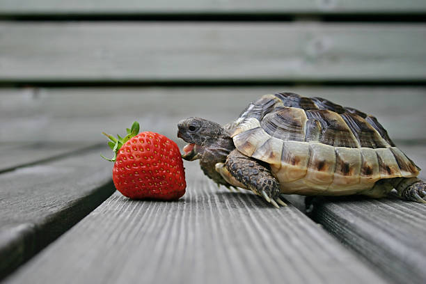 Can Tortoises Eat Strawberries