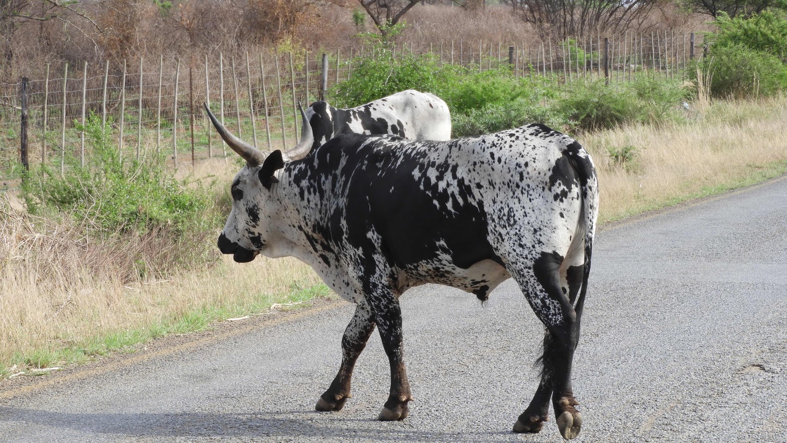 Nguni cattle Mkhaya eSwatini