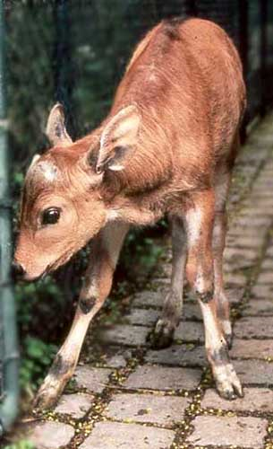 Banteng calf from embryo transfer into Simmental cow (Munich Zoo, 1983).