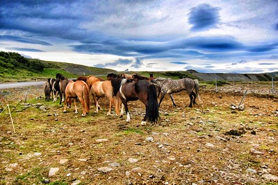 Pferde In Island