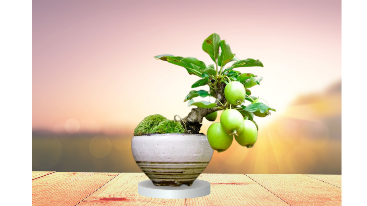 Bonsai Guava Tree: How to Make and Care