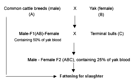 Terminal crosses are characterized by using small-sized common cattle breeds (body size of F1 is large and it can be used to cross with large cattle breeds so that dystocia is reduced). Ternary crosses can be established by using two common cattle breeds and yak so that maximal heterosis could be achieved. The F2 have 25% yak blood; if they are crossed with common cattle, the resulting F3 generation could not survive in the cold alpine grassland (with more than 8 months of winter).
