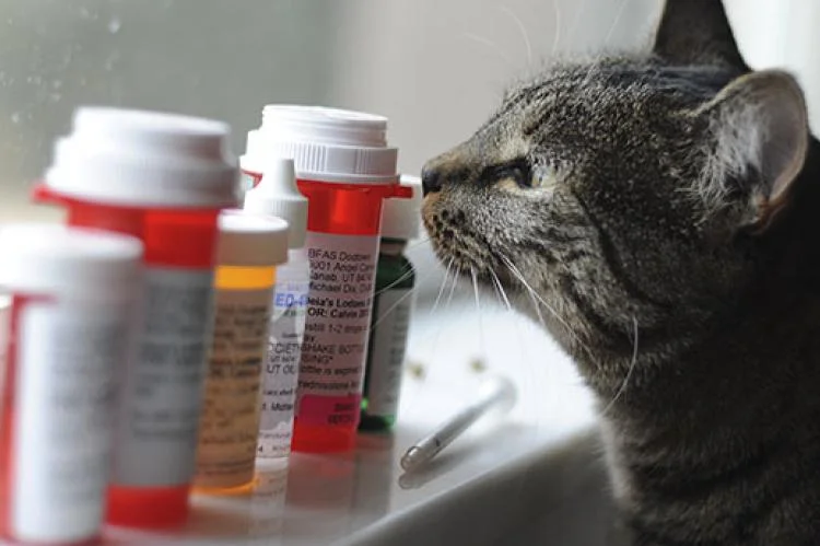Best Foods to Hide Cat Liquid Medicine In cat food