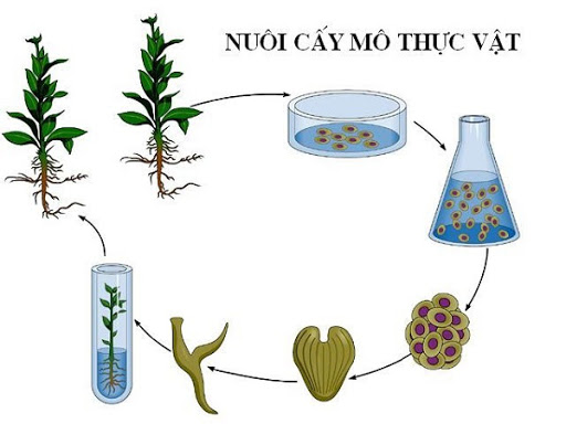 Quá trình nuôi cấy mô tế bào thực vật - thành tựu của công nghệ tế bào