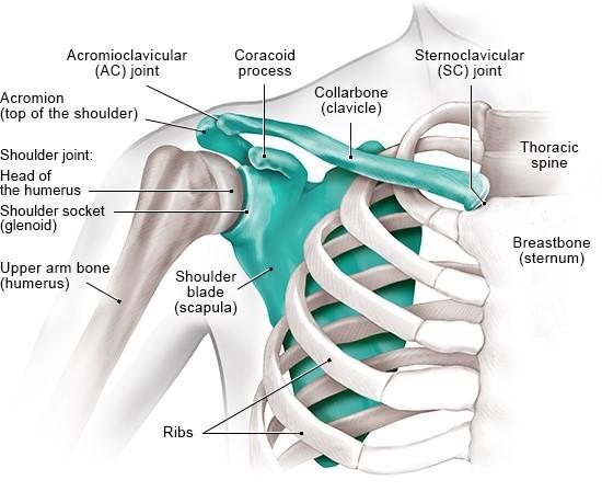 How does the shoulder work? | informedhealth.org
