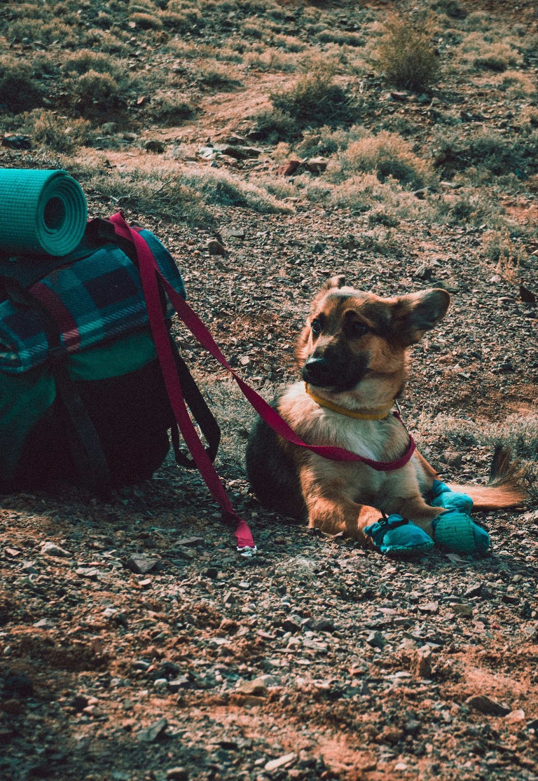 Dog hiking with booties on