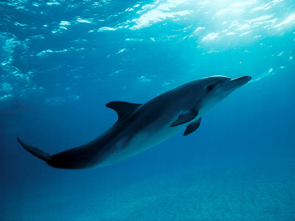 A dolphin swimming in the Atlantic Ocean. Image via Wikimedia Commons.