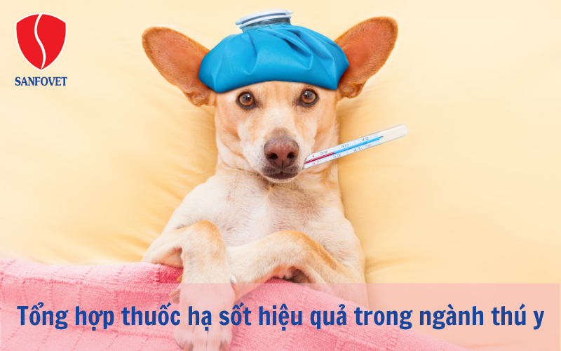 Tổng hợp thuốc hạ sốt hiệu quả trong ngành thú y