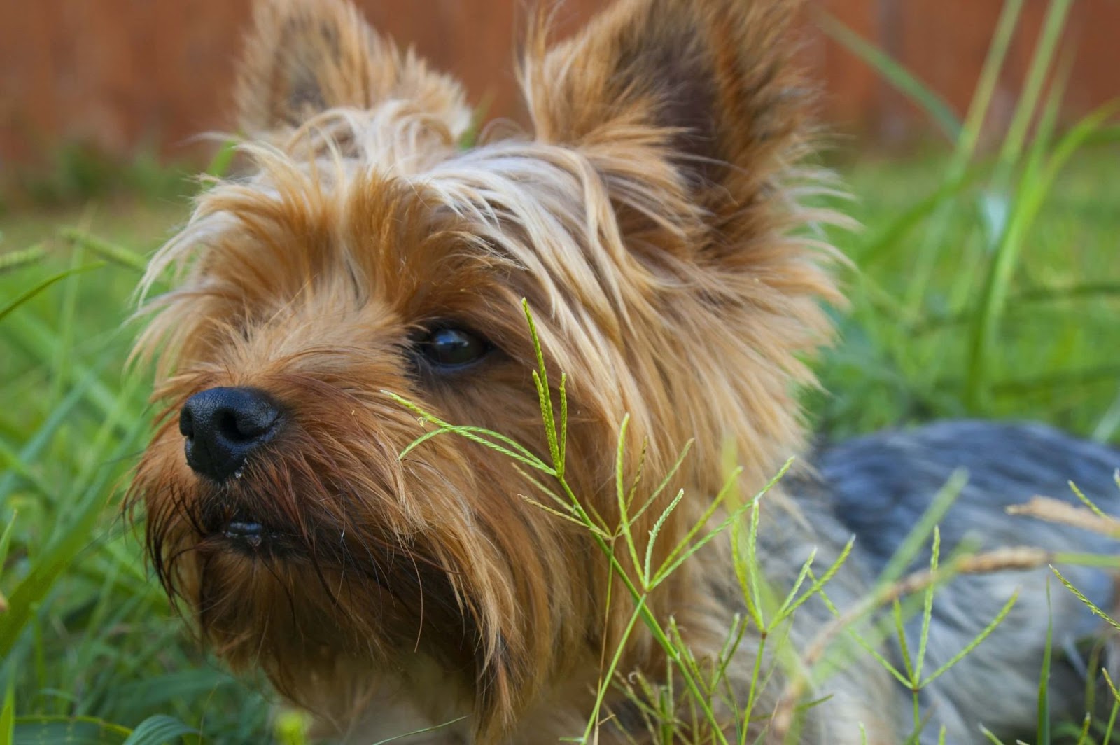 What Do Yorkies Like To Play With? 
