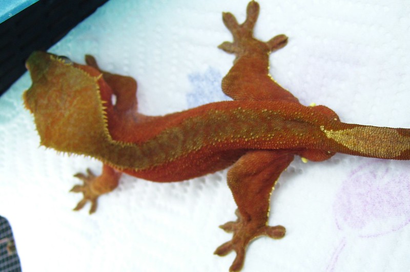 Bicolor Crested Gecko