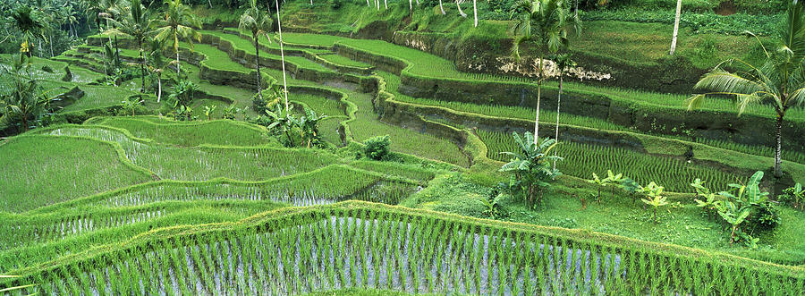 rice-oryza-sativa-paddy-in-the-ubud-cyril-ruoso.jpg