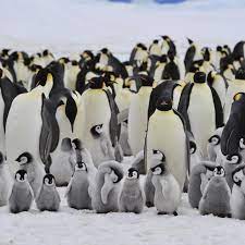 Emperor penguins heading for extinction unless emissions are cut,  US-Cambridge study finds | News | The Times