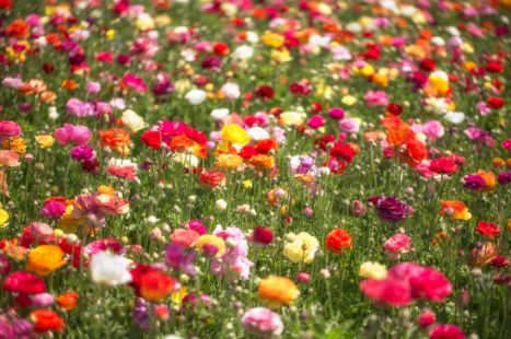 Image result for flowers with different colors
