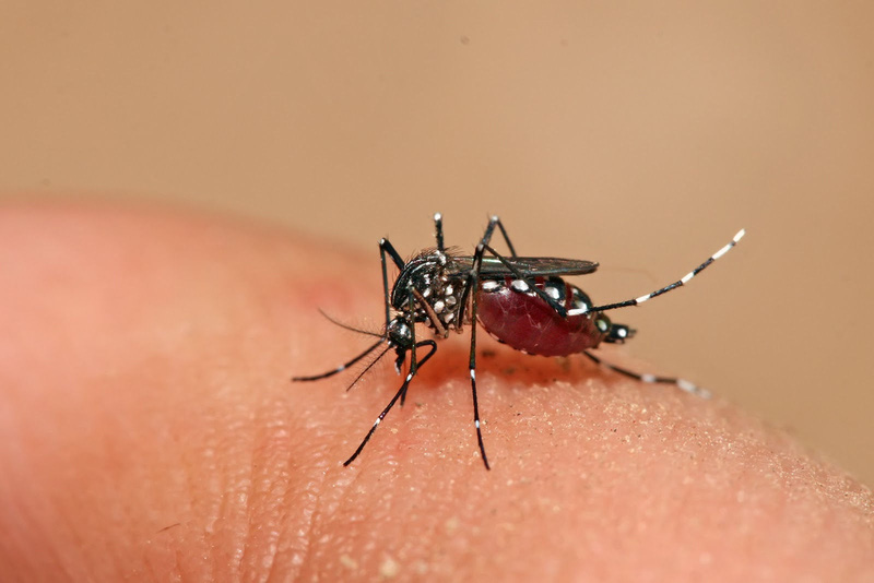 Những bệnh nguy hiểm lây truyền từ muỗi 

