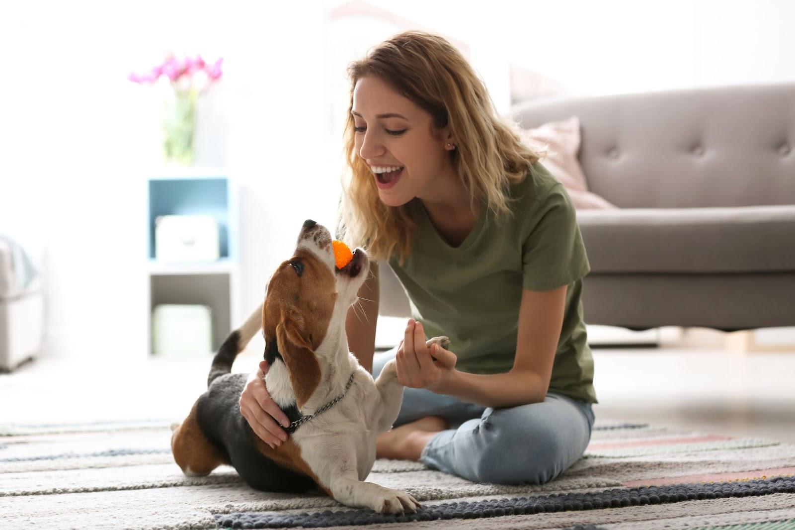 woman sitting on the floor playing with a beagle puppy 