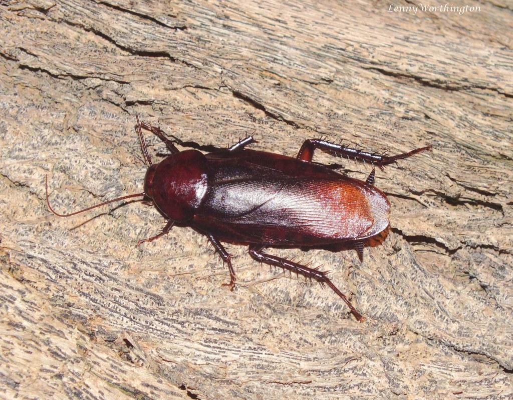 Smoky Brown Cockroach Periplaneta fuliginosa (Serville, 18… | Flickr