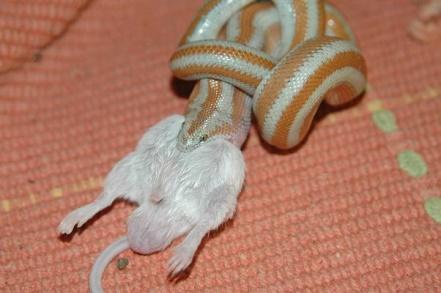 Rosy Boa Care Sheet | Reptiles' Cove