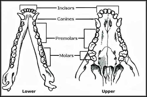 Image result for canine teeth diagram