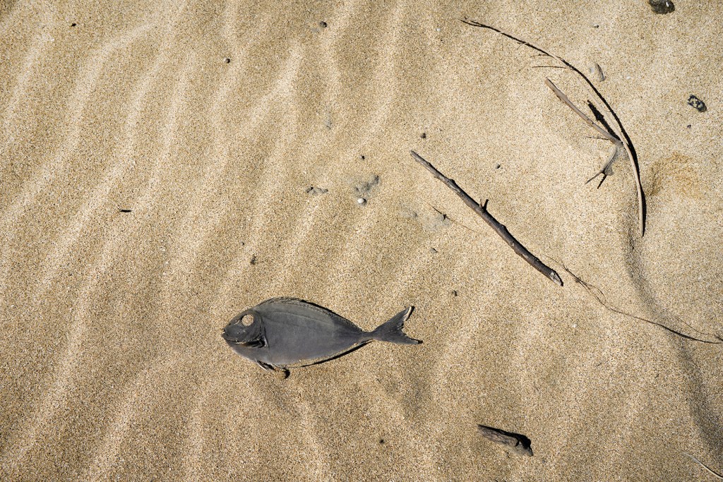 Beached fish looks like its swimming - Kauai Things to Do: a Guide to the Garden Isle of Hawaii