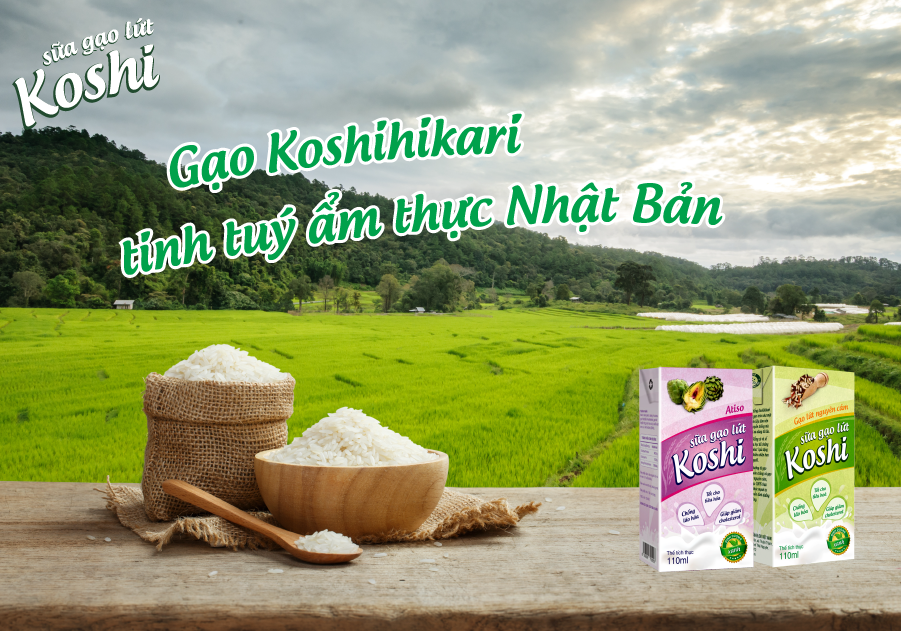 Gạo giống Nhật Koshihikari có tốt không