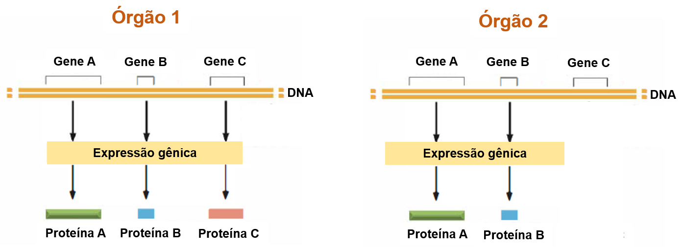 Esquema representativo da expressão gênica em dois órgãos diferentes