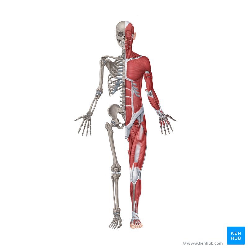 absenteeism at work due to musculoskeletal issues