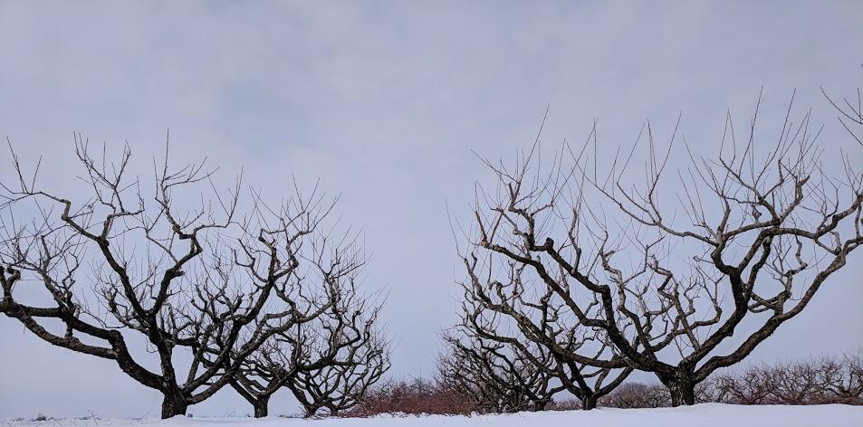Pruning the Orchard: Part Three of a Three Part Series