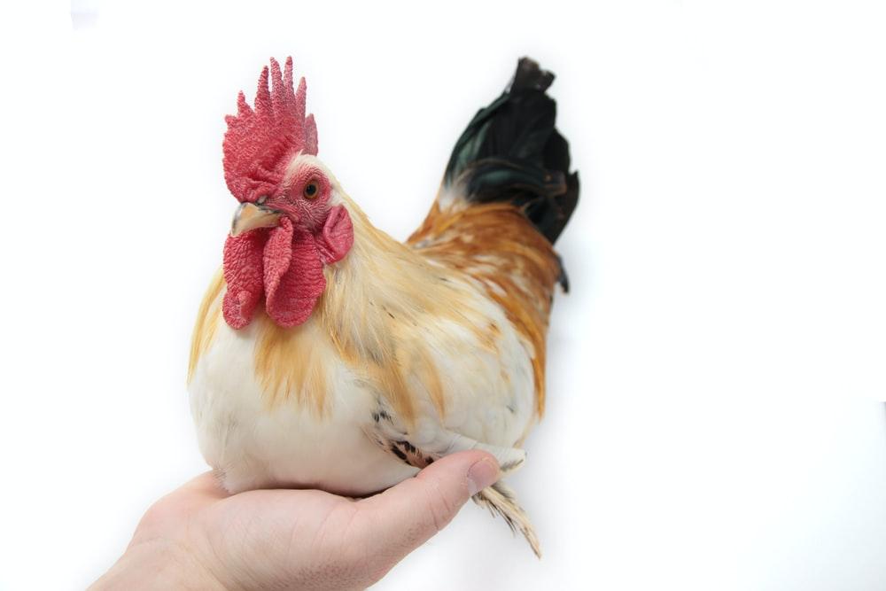 Bantam as pets and are really adorable