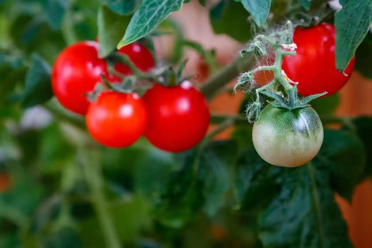 Can I grow tomatoes in partial shade