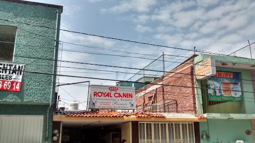 Veterinaria Ramsés, Royal Canin, Veterinario, Morelia
