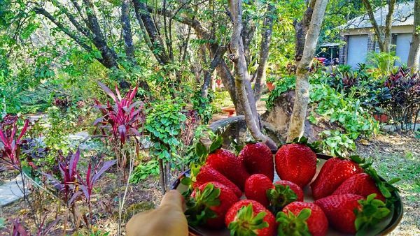 mapro Garden- Things To Do - Places to Visit